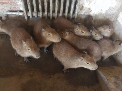 這個(gè)春節(jié)，天津口岸動(dòng)物飼養(yǎng)區(qū)“人勤牛馬歡”